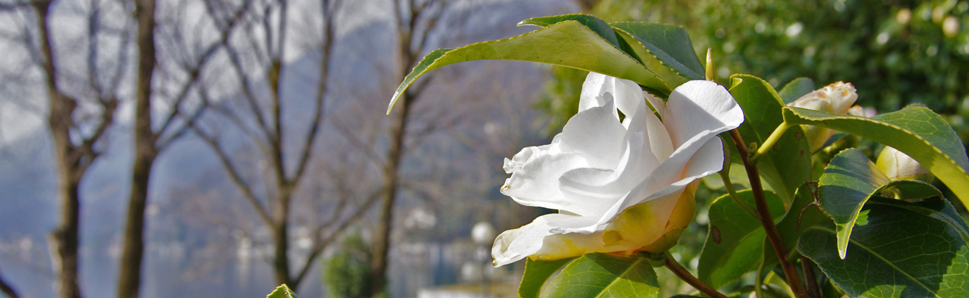 Kamelienblüten und Zitronen in Cannero