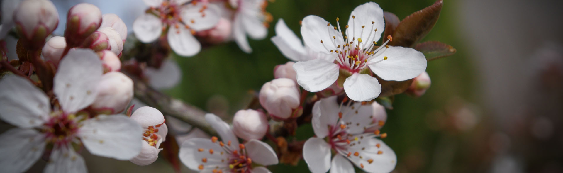 Frühlingsblüten um Simonshofen