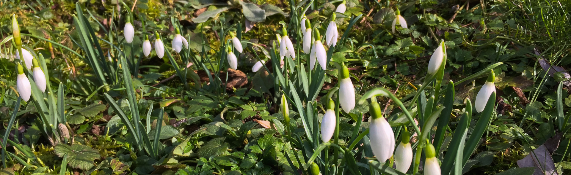 Vorfrühling im Hammerbachtal